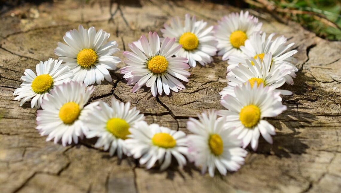 daisy, heart, nature, blossoms, flower heart, spring, heart-shaped, love, garden, white, row
