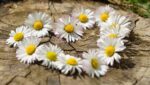daisy, heart, nature, blossoms, flower heart, spring, heart-shaped, love, garden, white, row