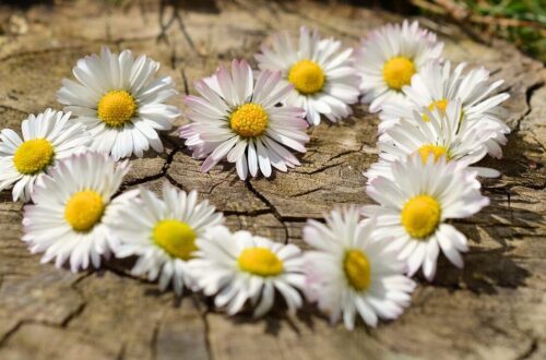 daisy, heart, nature, blossoms, flower heart, spring, heart-shaped, love, garden, white, row