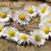 daisy, heart, nature, blossoms, flower heart, spring, heart-shaped, love, garden, white, row